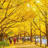 【観光】明治神宮外苑の紅葉