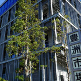 Toyosu Market