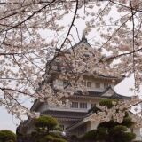 Cherry blossoms at Inohana Park