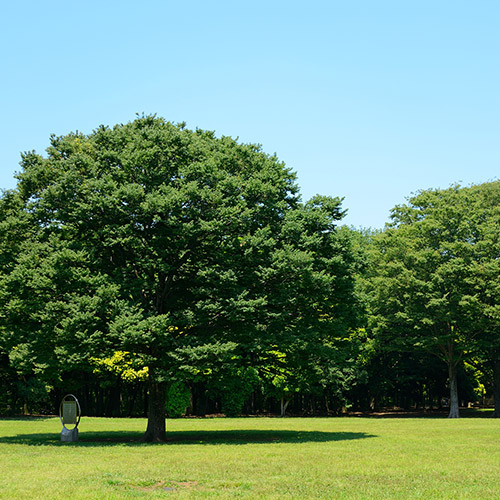 小金井公园