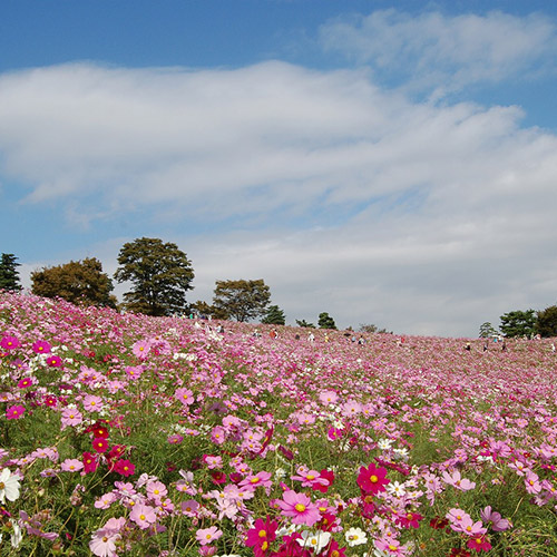 國營昭和紀念公園